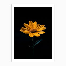 Single Yellow Flower On Black Background 10 Art Print