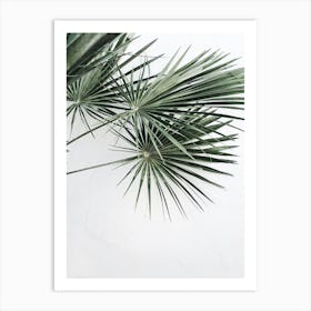 Palm Tree On White Background Art Print