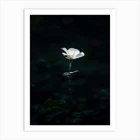 White Flower In The Dark 30 Art Print