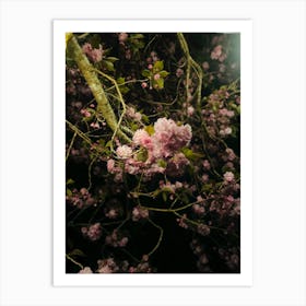 Cherry Blossoms At Night Art Print