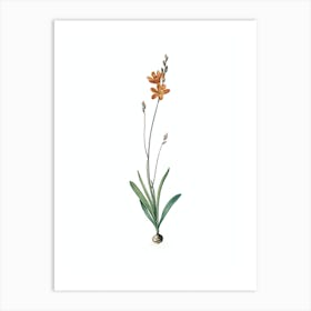 Vintage Mossel Bay Tritonia Botanical Illustration on Pure White n.0137 Art Print
