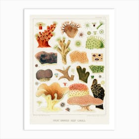 Great Barrier Reef Corals Art Print