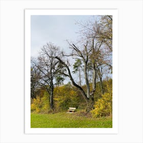 Bench In A Park Art Print
