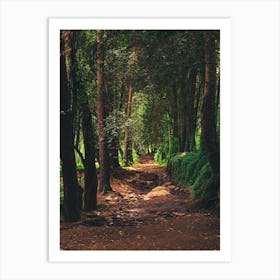 Path In The Woods Art Print