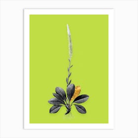 Vintage Blazing Star Black and White Gold Leaf Floral Art on Chartreuse n.0578 Art Print
