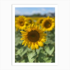 Sunflowers Art Print