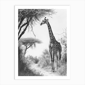 Giraffe With The Acacia Tree 4 Art Print