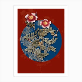 Vintage Botanical Variegated Burnet Rose on Circle Blue on Red n.0132 Art Print