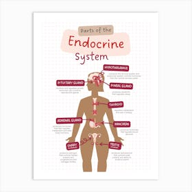 Parts Of The Endocrinine System Art Print