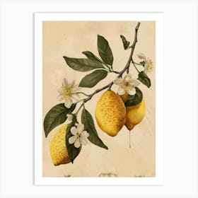 Lemons On A Branch 8 Art Print