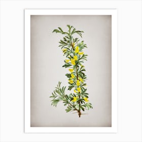 Vintage Caragana Spinosa Botanical on Parchment n.0752 Art Print