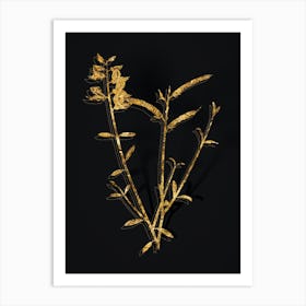 Vintage Spanish Broom Botanical in Gold on Black n.0299 Art Print