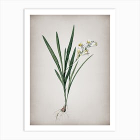 Vintage Gladiolus Xanthospilus Botanical on Parchment n.0651 Art Print