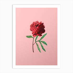 Vintage Pott's Chinese Peony Botanical on Soft Pink n.0432 Art Print