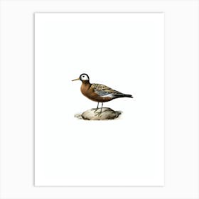 Vintage Red Phalarope Bird Illustration on Pure White n.0121 Art Print