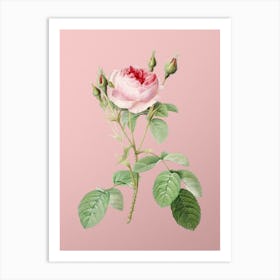 Vintage Double Moss Rose Botanical on Soft Pink n.0224 Art Print