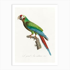 The Great Military Macaw From Natural History Of Parrots, Francois Levaillant Art Print