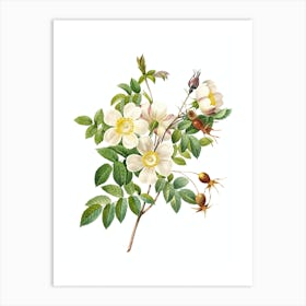 Vintage White Candolle Rose Botanical Illustration on Pure White Art Print