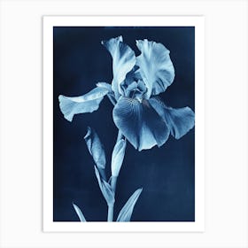 Iris II Art Print