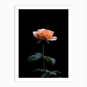 Peach Rose On Black Background Art Print