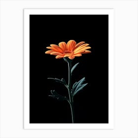 Single Orange Daisy Art Print