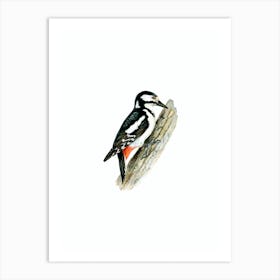 Vintage Great Spotted Woodpecker Female Bird Illustration on Pure White Art Print
