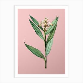 Vintage Globba Erecta Botanical on Soft Pink n.0141 Art Print