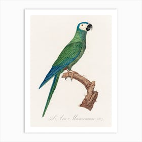 The Red Bellied Macaws (Orthopsittaca Manilatus) From Natural History Of Parrots, Francois Levaillant Art Print