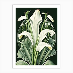 Zantedeschia 1 Floral Botanical Vintage Poster Flower Art Print