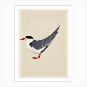 Common Tern Illustration Bird Art Print