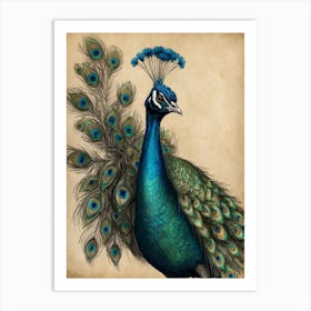 Peacock 4 Art Print