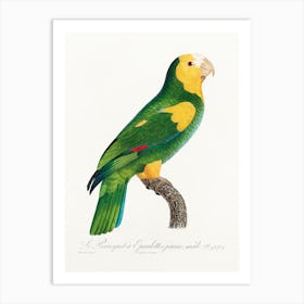 The Yellow Shouldered Amazon From Natural History Of Parrots, Francois Levaillant 1 Art Print