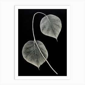 Two Leaves Art Print