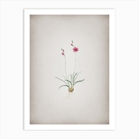 Vintage Ixia Crispa Botanical on Parchment Art Print