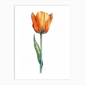 Orange Tulip 1 Art Print