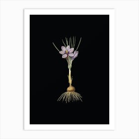 Vintage Crocus Sativus Botanical Illustration on Solid Black n.0390 Art Print