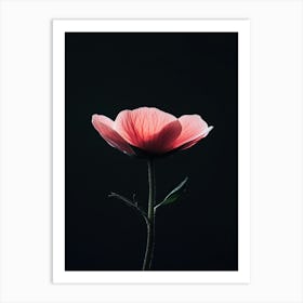 Pink Poppy Flower 1 Art Print