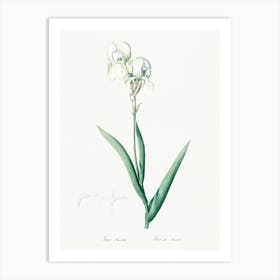 Tall Bearded Iris, Pierre Joseph Redoute Art Print