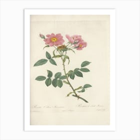 Rose Illustration, Pierre Joseph Redoute, Pierre Joseph Redoute (116) Art Print