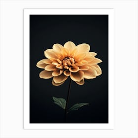 Dahlia 1 Art Print