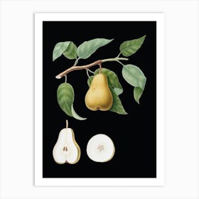 Vintage Pear Botanical Illustration on Solid Black n.0849 Art Print