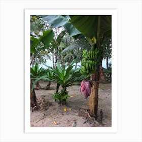 Banana Tree on Beach in Puerto Viejo, Costa Rica Art Print