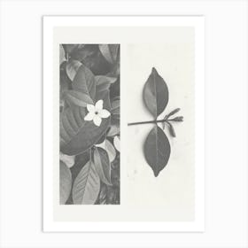 Jasmine Flower Photo Collage 1 Art Print