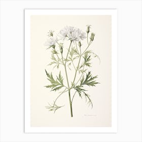 Cumin Vintage Botanical Herbs 0 Art Print