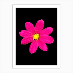 Pink Flower Isolated On Black Background Art Print