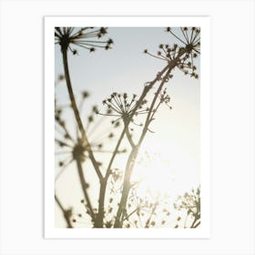 Dried Plants_2251397 Art Print