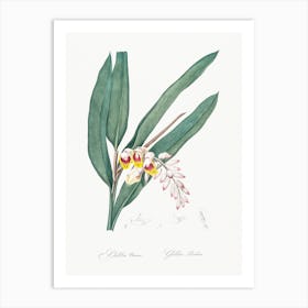 Shellflower, Pierre Joseph Redoute Art Print