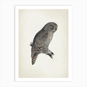 Vintage Lear 2 Cinereous Owl Art Print