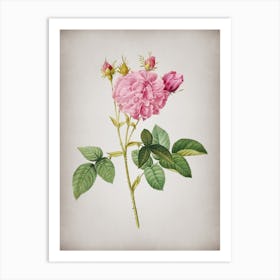 Vintage Pink Agatha Rose Botanical on Parchment n.0799 Art Print