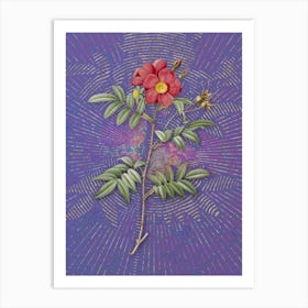 Vintage Rosa Redutea Glauca Botanical Illustration on Veri Peri Art Print